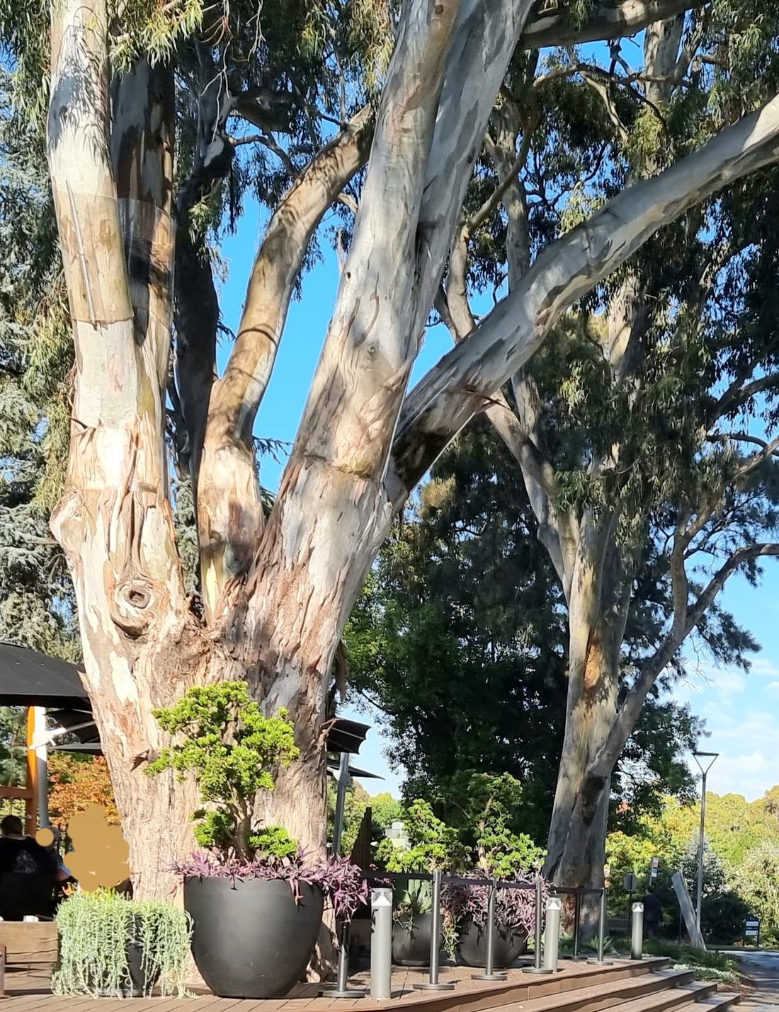 Gum trees in Melbourne
